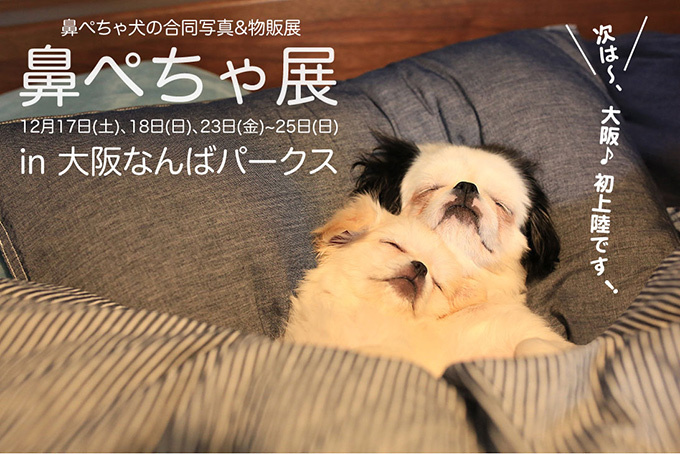 “ぶひかわ犬”の写真展「鼻ぺちゃ展」&柴犬「巻きしっぽ展」大阪・なんばで同時開催｜写真8