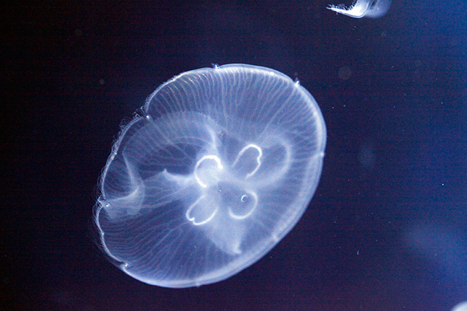 すみだ水族館の クラゲと恋するクリスマス 雪の結晶型クラゲが舞う 東京クラゲツリー ファッションプレス