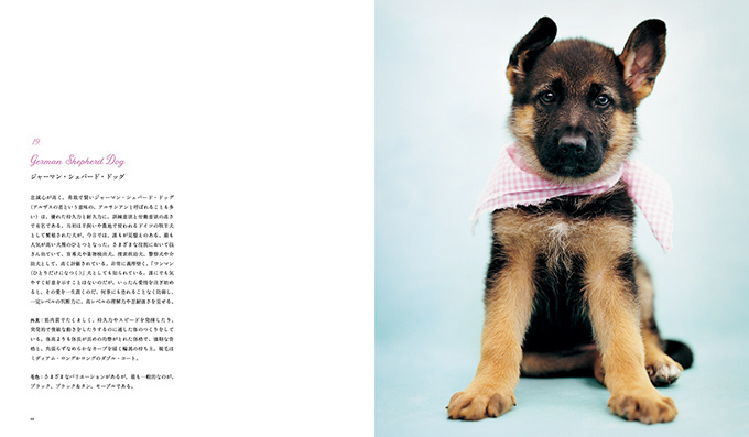 写真集 世界の美しい犬101 101匹を集めたビジュアル犬図鑑 性格や特徴も紹介 ファッションプレス