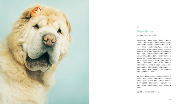 トップ 101 SALIVATIONS 洋書 101匹の犬の写真集 犬 - www.egovietnam