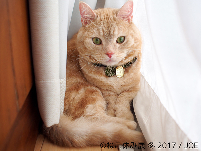 「ねこ休み展 冬 2017」東京・浅草橋で - 猫の日限定の“猫似顔絵”企画も｜写真1