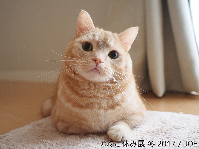 「ねこ休み展 冬 2017」東京・浅草橋で - 猫の日限定の“猫似顔絵”企画も｜写真2