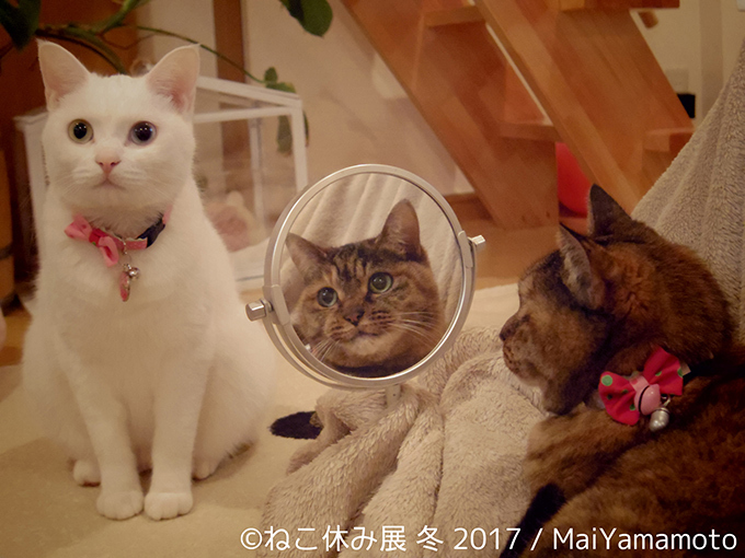 「ねこ休み展 冬 2017」東京・浅草橋で - 猫の日限定の“猫似顔絵”企画も｜写真8