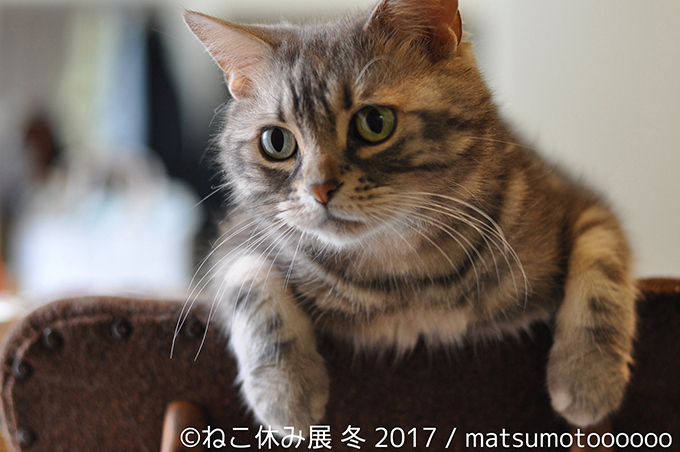 「ねこ休み展 冬 2017」東京・浅草橋で - 猫の日限定の“猫似顔絵”企画も｜写真10