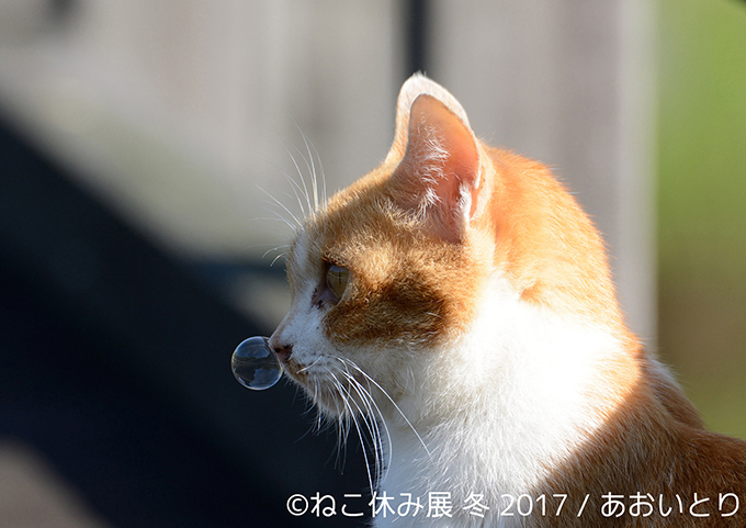 「ねこ休み展 冬 2017」東京・浅草橋で - 猫の日限定の“猫似顔絵”企画も｜写真15