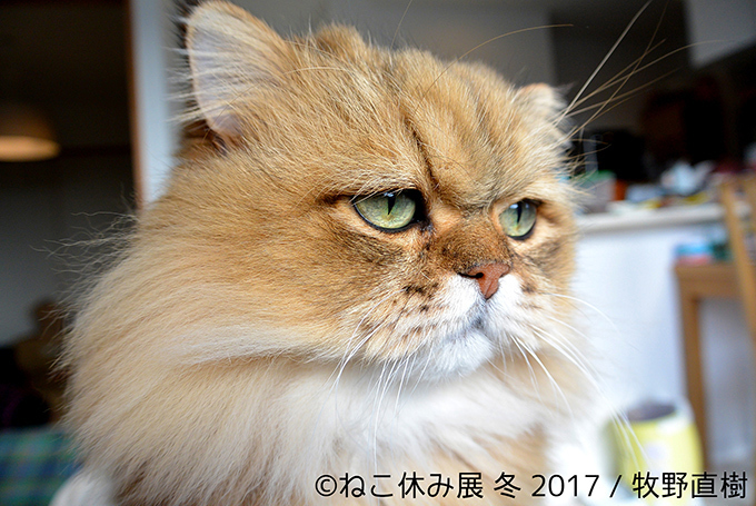 「ねこ休み展 冬 2017」東京・浅草橋で - 猫の日限定の“猫似顔絵”企画も｜写真16