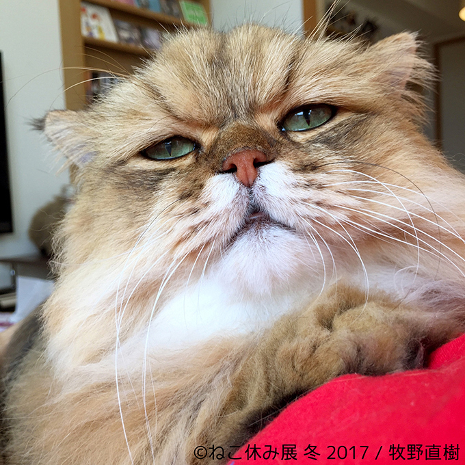 「ねこ休み展 冬 2017」東京・浅草橋で - 猫の日限定の“猫似顔絵”企画も｜写真17