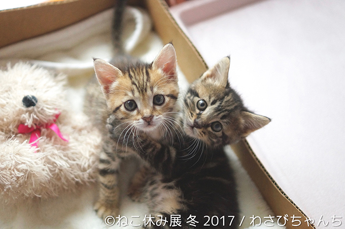 「ねこ休み展 冬 2017」東京・浅草橋で - 猫の日限定の“猫似顔絵”企画も｜写真21