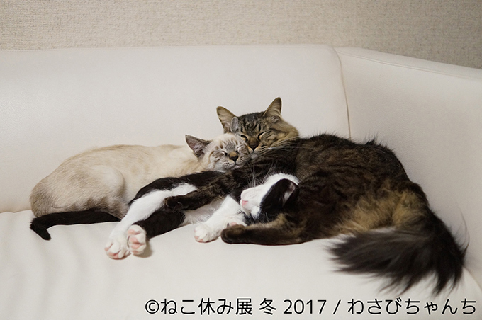 「ねこ休み展 冬 2017」東京・浅草橋で - 猫の日限定の“猫似顔絵”企画も｜写真22