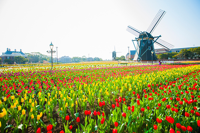 ハウステンボス チューリップ祭 風車が回る田園風景に色鮮やかな花々 ファッションプレス
