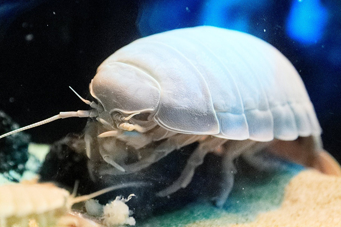 「ゾクゾク深海生物」サンシャイン水族館にて - 採集したてのメンダコやダイオウグソクムシなどを展示｜写真1