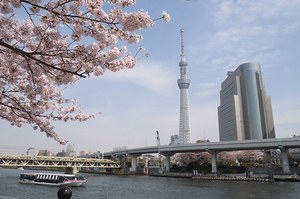 東京スカイツリーを世界一高い桜に見立てた特別ライティング 舞 さくらのフードメニューも ファッションプレス