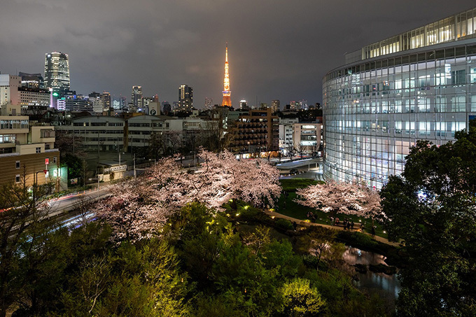 六本木ヒルズの「桜まつり 2017」- 桜のライトアップやグルメ屋台、グルメサンドイッチも登場｜写真1