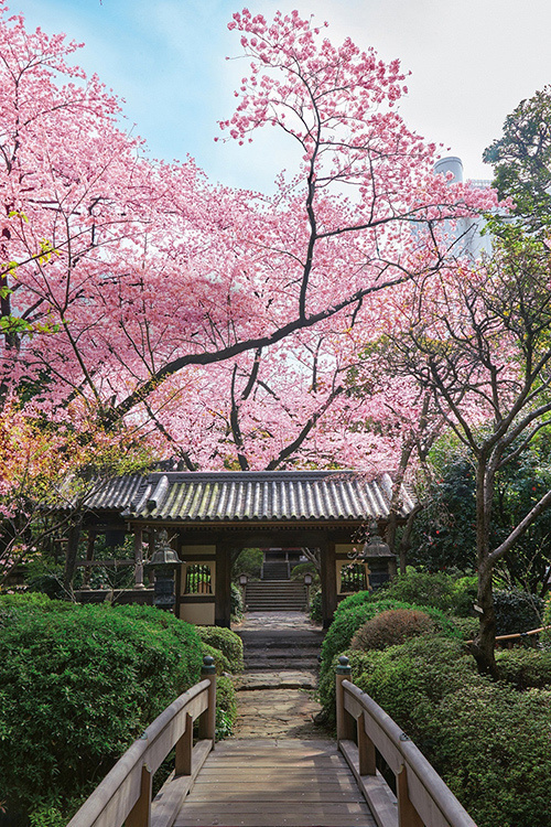 「高輪 桜まつり 2017」東京・品川で開催 - 夜桜ライトアップ、人力車や琴などの日本文化体験も｜写真5