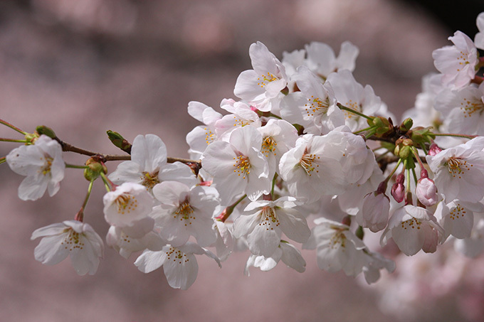 ホテルニューオータニの桜メニュー、57本の桜が咲き誇る日本庭園×春の味覚｜写真17