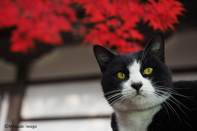 岩合光昭の新作写真展「ねこの京都」日本橋と京都伊勢丹にて - 京都で生活するねこ約160点を展示｜写真8