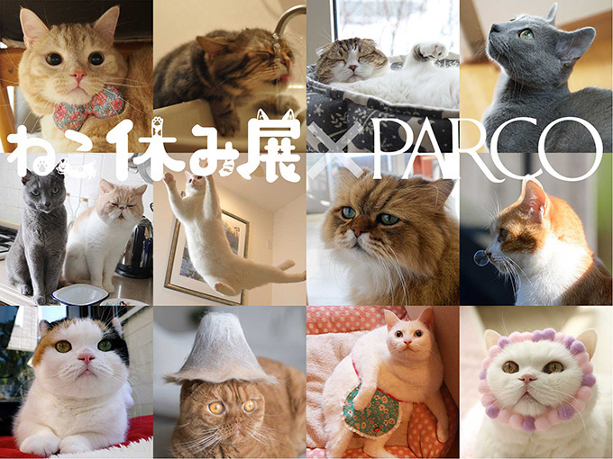 「ねこ休み展」SNS界の“スター猫”が静岡に集結 - 滋賀ではしょんぼり顔の“ふーちゃん”新写真展｜写真21