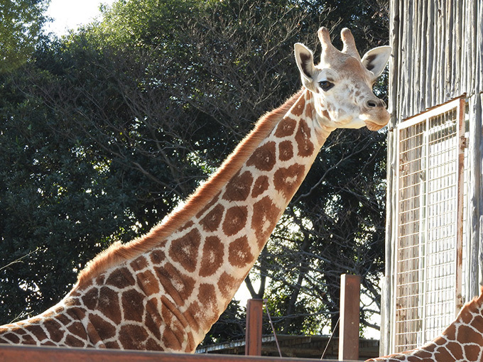 けものフレンズ×東武動物公園、小野早稀の園内放送や飼育員のフレンズガイド、パネル展示などを実施｜写真9