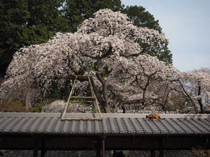 岩合光昭写真展「ねこの京都」名古屋＆大阪で、四季折々"京の猫"写真180点｜写真5