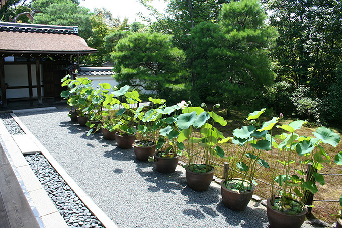 京都・妙心寺退蔵院で夏のお花見「蓮見の会」"阿じろ"によるブランチも｜写真13