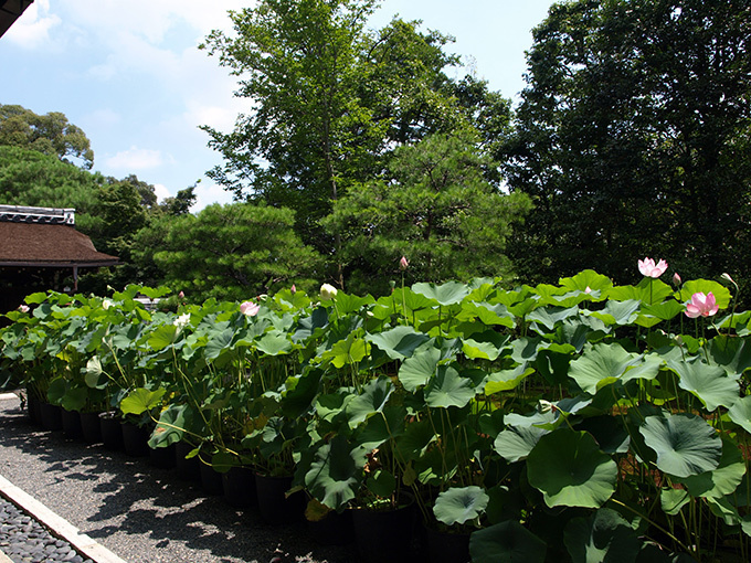 京都・妙心寺退蔵院で夏のお花見「蓮見の会」"阿じろ"によるブランチも｜写真11