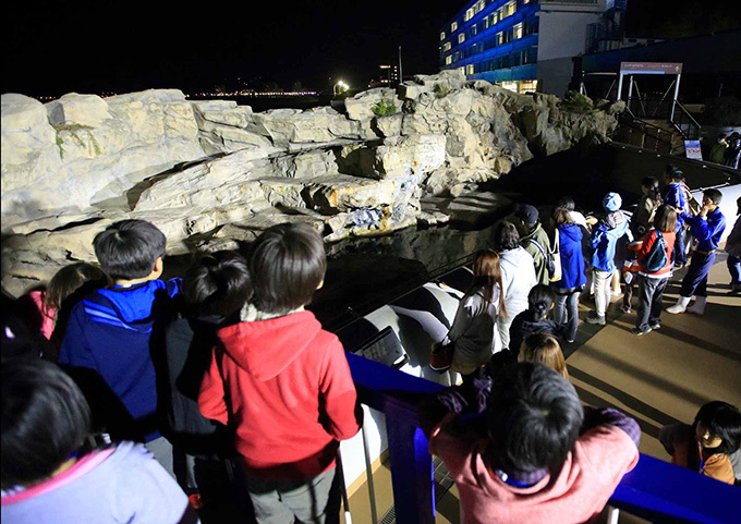 鴨川シーワールドで夜の水族館探検「ナイトアドベンチャー」シャチやイルカの寝顔を観察 | 写真