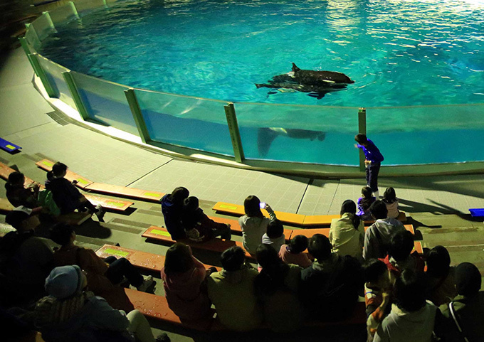 鴨川シーワールドで夜の水族館探検「ナイトアドベンチャー」シャチやイルカの寝顔を観察｜写真3