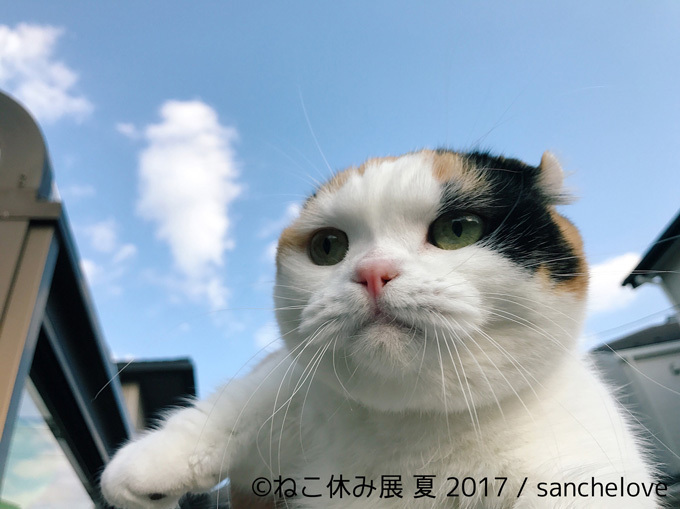 過去最大級の「ねこ休み展」東京、新潟にて開催 - 新作ねこグッズや初参戦のスター猫｜写真12