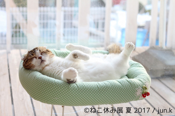 過去最大級の「ねこ休み展」東京、新潟にて開催 - 新作ねこグッズや初参戦のスター猫｜写真15