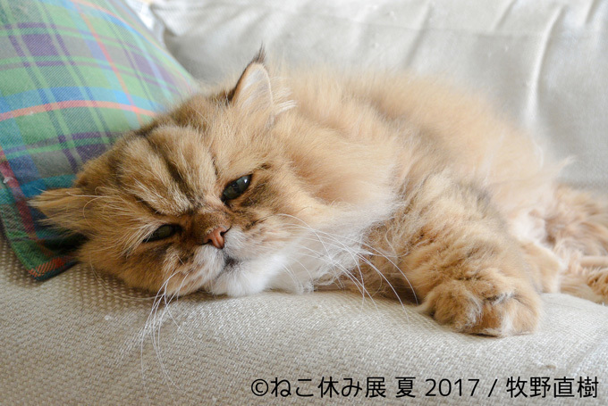 過去最大級の「ねこ休み展」東京、新潟にて開催 - 新作ねこグッズや初参戦のスター猫｜写真6