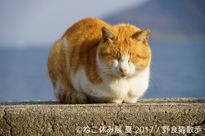 過去最大級の「ねこ休み展」東京、新潟にて開催 - 新作ねこグッズや初参戦のスター猫｜写真7