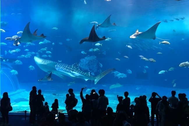 全国の水族館特集 東京近郊から関西まで デートにもおすすめのイルカショーや人気のクラゲ展示 ファッションプレス