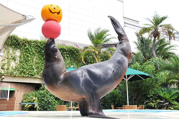 池袋サンシャイン水族館のハロウィン、ジャック・オー・ランタンを使ったアシカパフォーマンスなど | 写真