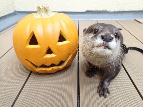 池袋サンシャイン水族館のハロウィン、ジャック・オー・ランタンを使ったアシカパフォーマンスなど | 写真