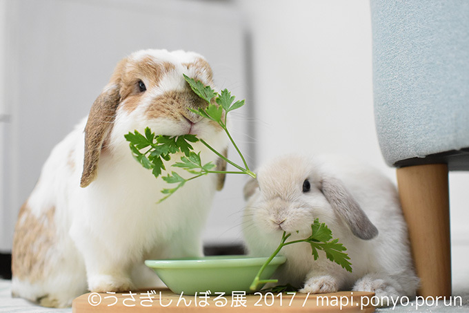 うさぎの写真展「うさぎしんぼる展 2017」東京・浅草橋で開催、オリジナルの限定グッズ販売も｜写真5