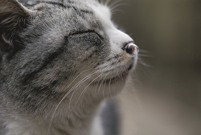 岩合光昭のミニ写真展「ねこのとけい」千葉 柏タカシマヤで開催 - 写真約80点＆猫グッズ販売｜写真3