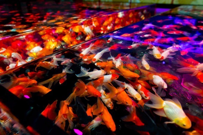 アートアクアリウム城 京都 金魚の舞 二条城にて 花魁モチーフの絢爛なアートを地酒片手に城の庭で ファッションプレス