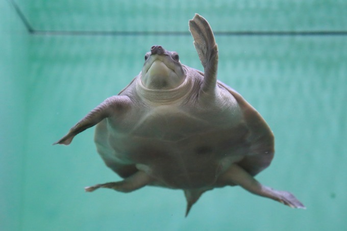 サンシャイン水族館「ざんねんないきもの展」一生懸命なのにどこか"ざんねん"な生き物たちが集結｜写真25