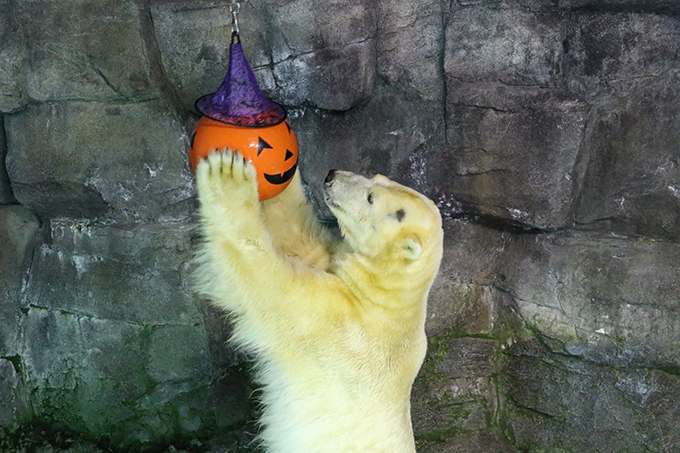 横浜・八景島シーパラダイス「シーパラハロウィン2017」ハロウィン特別演出のナイトショーや花火など｜写真6