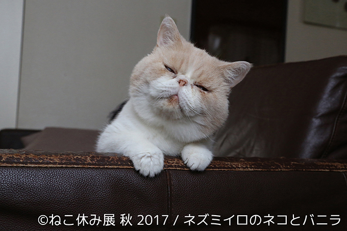 「ねこ休み展 秋 2017」名古屋で開催、スター猫たちの新作や限定グッズも｜写真13