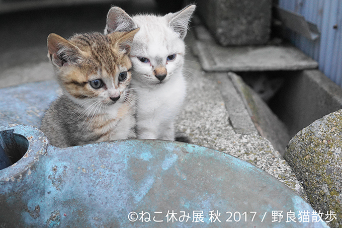 「ねこ休み展 秋 2017」名古屋で開催、スター猫たちの新作や限定グッズも｜写真1