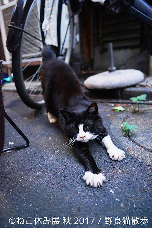 「ねこ休み展 秋 2017」名古屋で開催、スター猫たちの新作や限定グッズも｜写真3