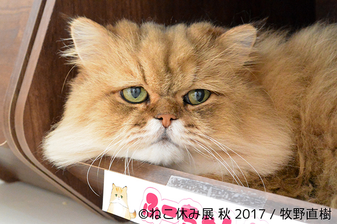 「ねこ休み展 秋 2017」名古屋で開催、スター猫たちの新作や限定グッズも｜写真4