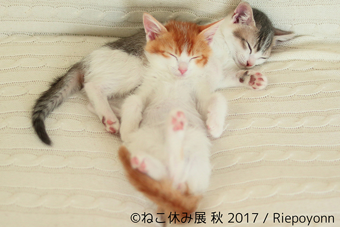 「ねこ休み展 秋 2017」名古屋で開催、スター猫たちの新作や限定グッズも｜写真14