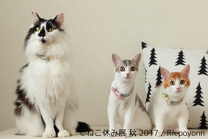 「ねこ休み展 秋 2017」名古屋で開催、スター猫たちの新作や限定グッズも｜写真12