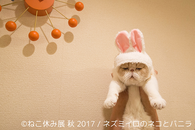 「ねこ休み展 秋 2017」名古屋で開催、スター猫たちの新作や限定グッズも｜写真9