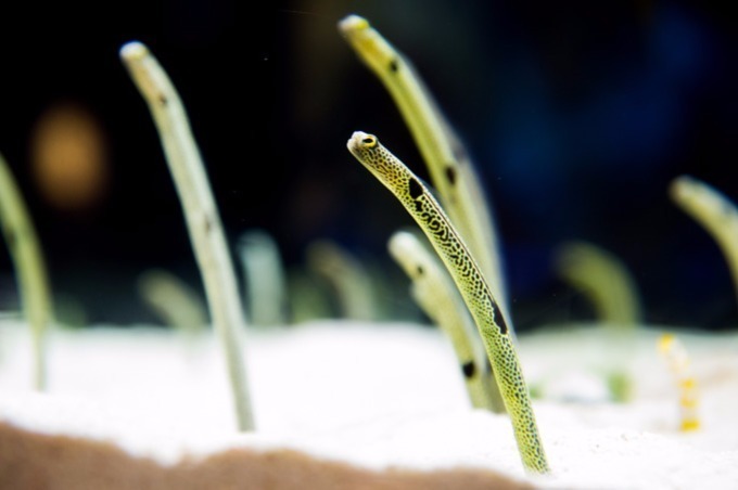 すみだ水族館×清川あさみ「フェアリーテール イン アクアリウム」、宮沢賢治の童話がテーマの幻想的空間｜写真13