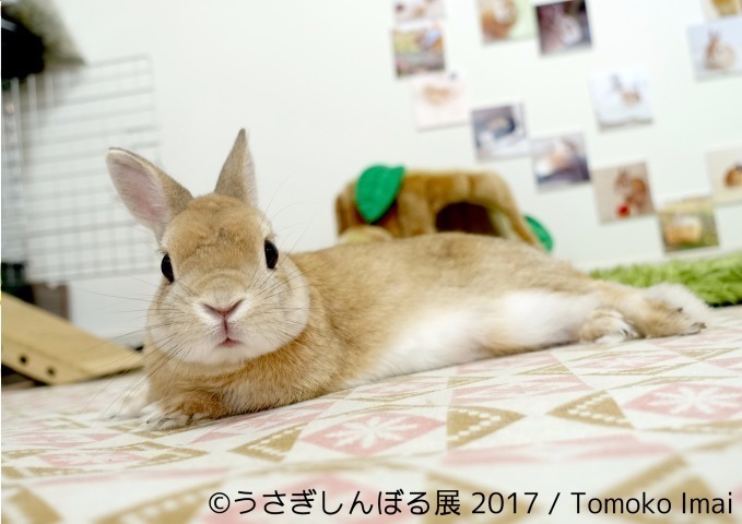 「うさぎしんぼる展 in 名古屋」癒しうさぎの写真・動画作品300点以上、限定アイテムも販売｜写真11