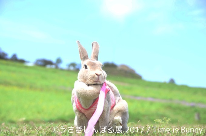 「うさぎしんぼる展 in 名古屋」癒しうさぎの写真・動画作品300点以上、限定アイテムも販売｜写真9