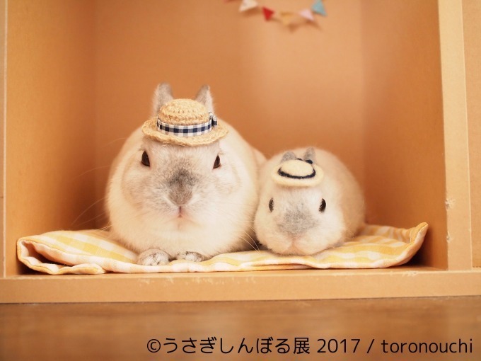 「うさぎしんぼる展 in 名古屋」癒しうさぎの写真・動画作品300点以上、限定アイテムも販売｜写真13